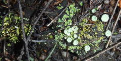 Cladonia humilis