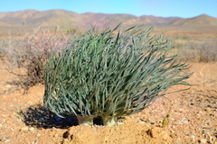 Gethyllis namaquensis