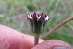 Othonna digitata