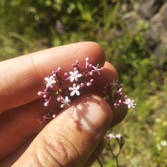 Valeriana urticifolia