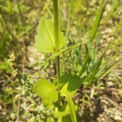 Valeriana urticifolia
