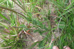 Othonna digitata