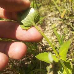 Valeriana urticifolia