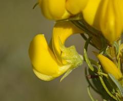 Cyclopia pubescens