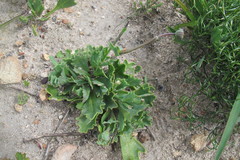 Othonna digitata