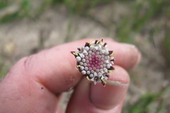 Othonna digitata