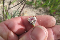 Othonna digitata