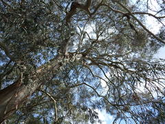 Eucalyptus parvula