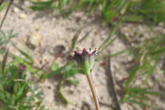 Othonna digitata