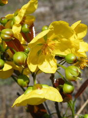 Ochna natalitia