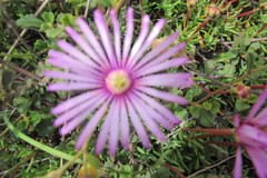 Lampranthus peacockiae