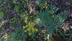 Lomatium californicum