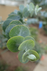 Eucalyptus gunnii
