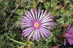 Lampranthus peacockiae
