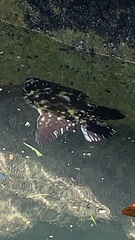 Canthidermis maculata