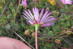 Lampranthus peacockiae