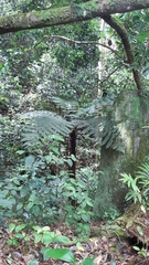 Cyathea sechellarum