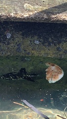 Canthidermis maculata