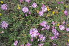 Lampranthus peacockiae