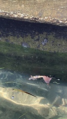 Canthidermis maculata