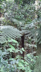 Cyathea sechellarum