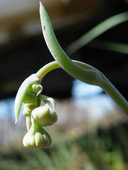Crassothonna discoidea