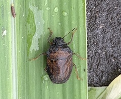 Storthecoris nigriceps