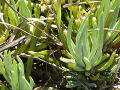 Crassothonna discoidea