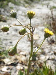 Crassothonna discoidea