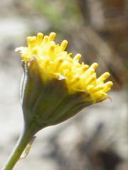 Crassothonna discoidea