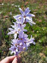 Ixia rapunculoides