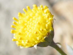 Crassothonna discoidea