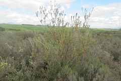 Leucadendron verticillatum