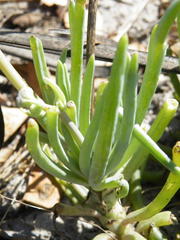 Crassothonna discoidea