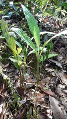 Phaius tetragonus