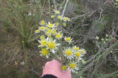 Leucadendron verticillatum