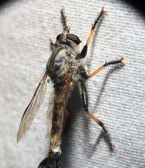 Efferia grandis