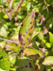 Elsinoe corni