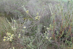 Leucadendron verticillatum