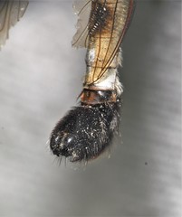Efferia grandis
