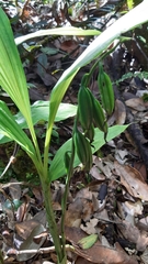 Phaius tetragonus