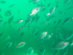 Pachymetopon blochii