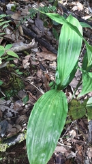 Phaius tetragonus