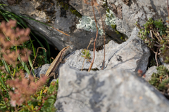 Iberolacerta horvathi