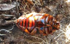 Pedinorrhina trivittata