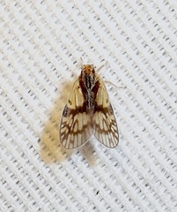 Bothriocera maculata