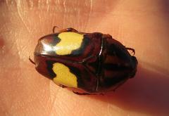 Pedinorrhina trivittata