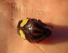 Pedinorrhina trivittata