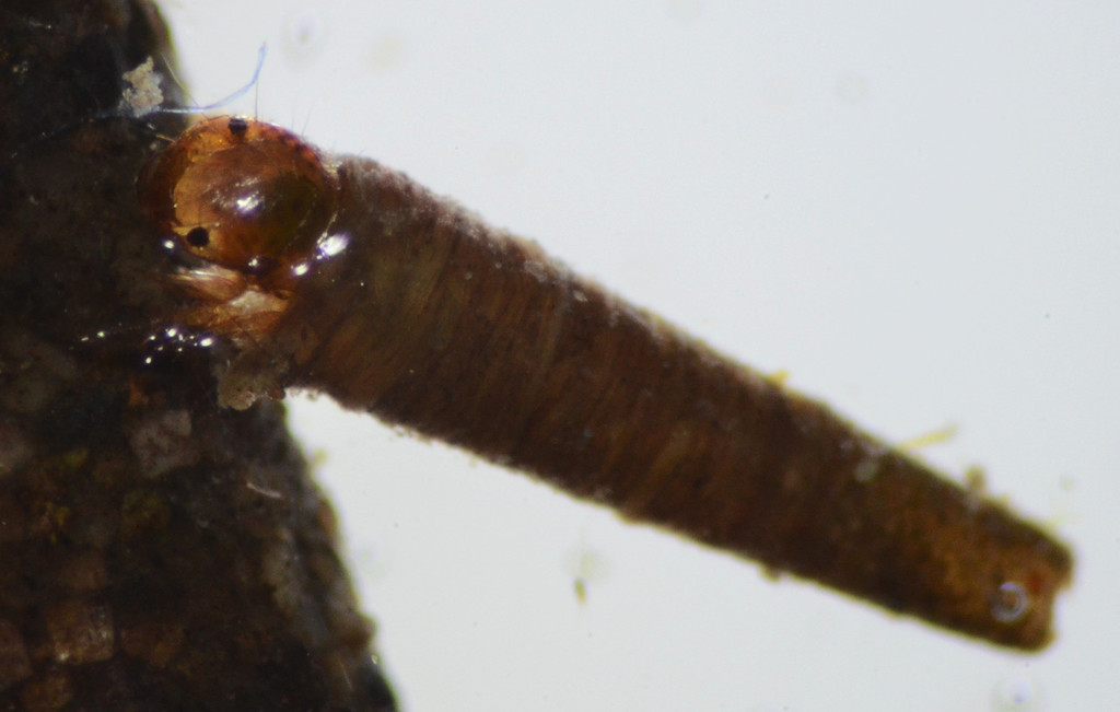 Amiocentrus aspilus
