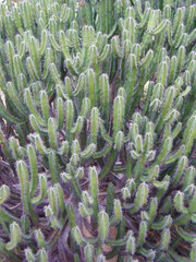 Euphorbia polyacantha